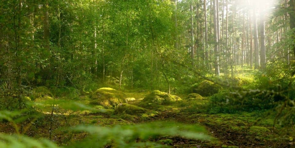 Product Environmental Footprint - PEF